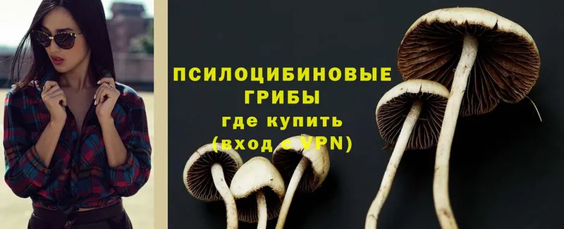 Галлюциногенные грибы GOLDEN TEACHER  Майкоп 